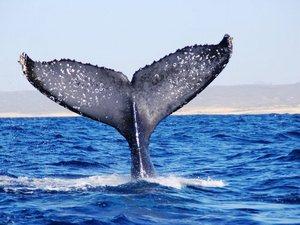 Cabo San Lucas Whale Watching Excursion with Breakfast and Open Bar