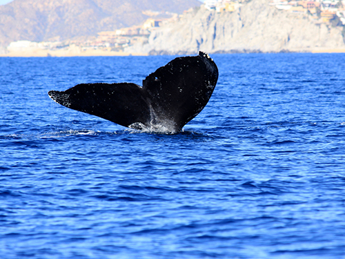 Cabo San Lucas Sea of Cortes Sightseeing Excursion Tickets