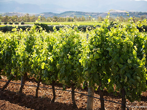 Cagliari Sardinia Red Wine Trip Prices