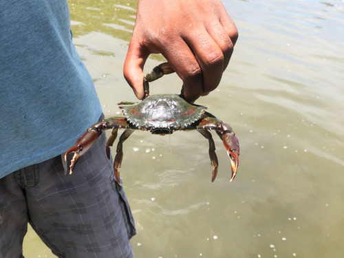 Cartagena Canoe Mangrove Ride Excursion