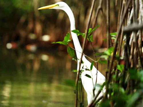 Cartagena Canoe Mangrove Ride Excursion