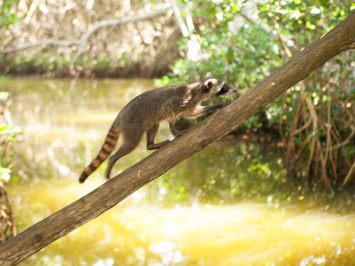 Cartagena Canoe Mangrove Ride Excursion