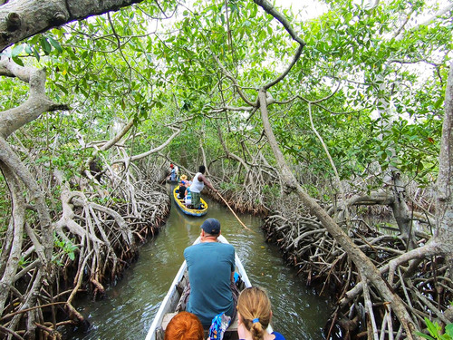 Cartagena Canoe Mangrove Ride Excursion