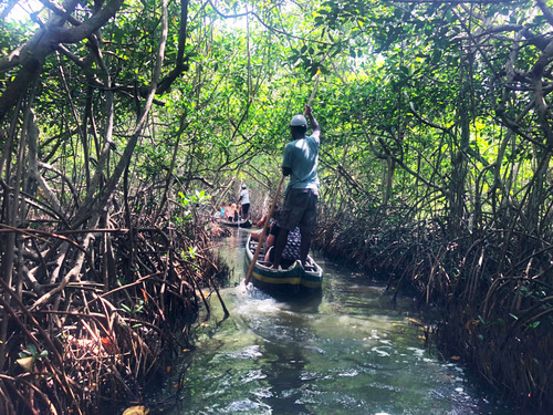 Cartagena Canoe Mangrove Ride Excursion