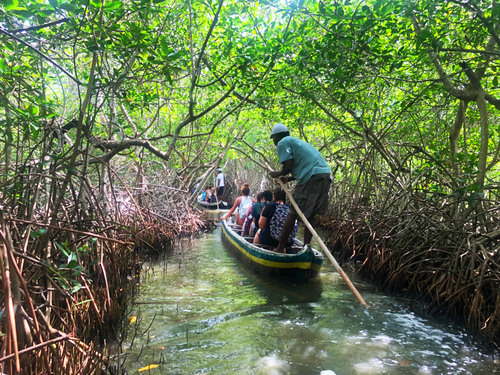 Cartagena Canoe Mangrove Ride Excursion