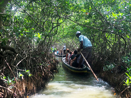 Cartagena Canoe Mangrove Ride Excursion