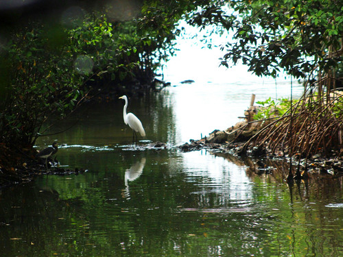 Cartagena Canoe Mangrove Ride Excursion