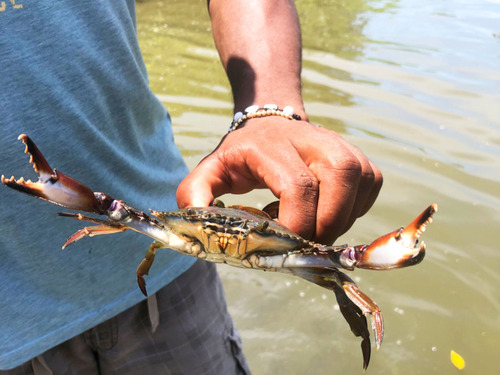 Cartagena Canoe Mangrove Ride Excursion