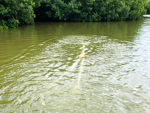 Cartagena Canoe Mangrove Ride Excursion