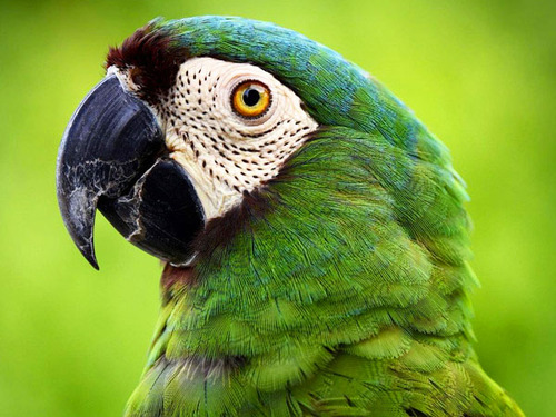 Cartagena Private National Aviary of Colombia Excursion 