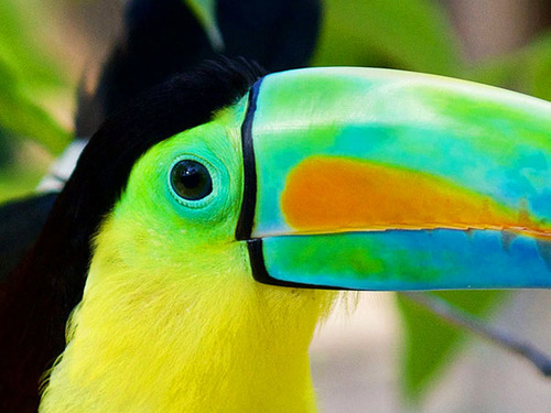 Cartagena Private National Aviary of Colombia Excursion 