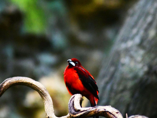 Cartagena Private National Aviary of Colombia Excursion 