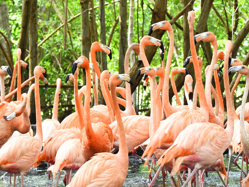 Cartagena Private National Aviary of Colombia Excursion 