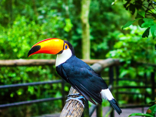 Cartagena Private National Aviary of Colombia Excursion 