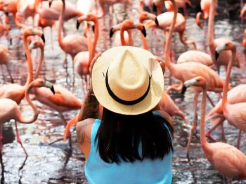 Cartagena Private National Aviary of Colombia Excursion 