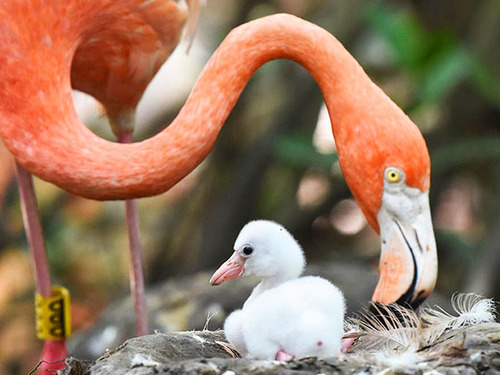 Cartagena Private National Aviary of Colombia Excursion 