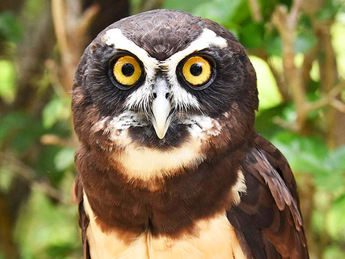 Cartagena Private National Aviary of Colombia Excursion 