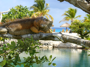 Chankanaab Beach Park Snorkel and All Inclusive Day Pass Excursion from Playa del Carmen