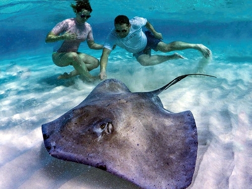 Grand Cayman swim with stingrays Cruise Excursion Tickets