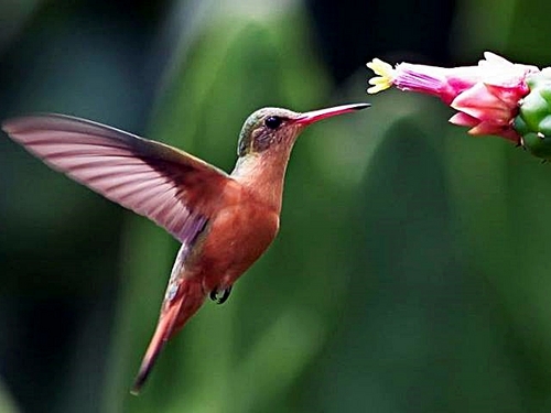 Puntarenas jungle nature walk Trip Reservations