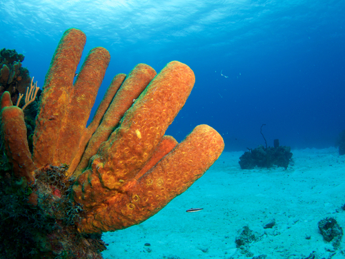 Grand Cayman  Cayman Islands coral gardens Shore Excursion Reviews