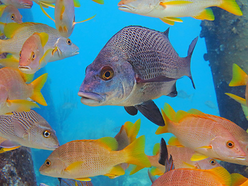 Roatan snorkeling Cruise Excursion Reviews