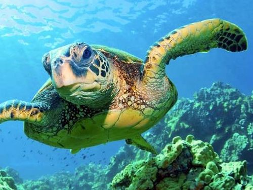 Lahaina reef viewer Excursion Reservations