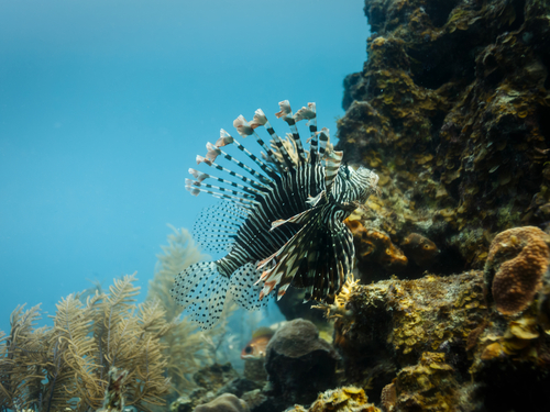 Belize snorkel with sharks  Cruise Excursion Reservations