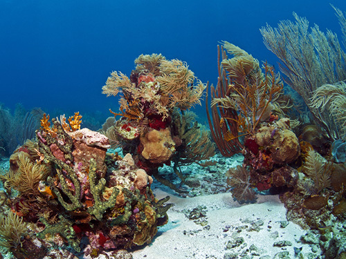 Roatan snorkeling Tour Reservations
