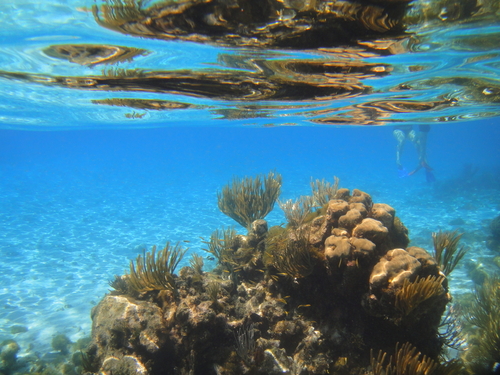 Grand Cayman turtle conservation Cruise Excursion Booking