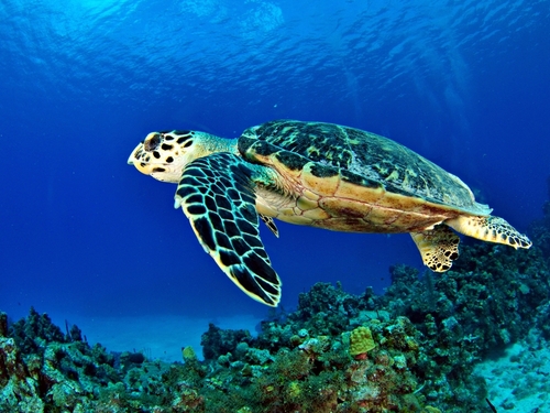 Grand Cayman stingray snorkel Excursion Prices