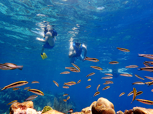 Roatan Cordelia Banks Snorkel Excursion Booking