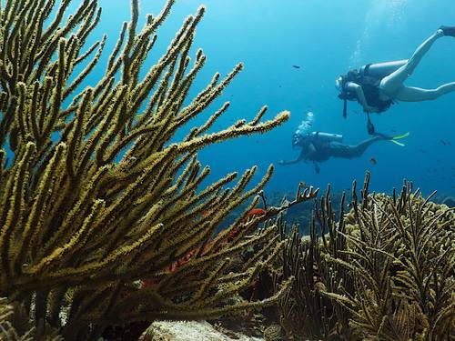 Costa Maya diving Trip Reviews