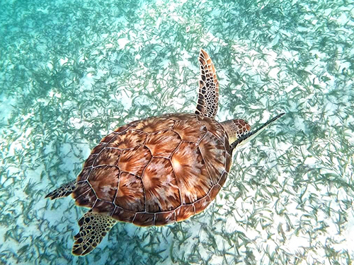 Costa Maya  Mexico Day Pass Tour Tickets