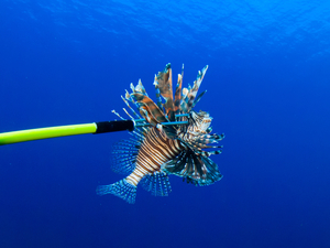 Costa Maya Lionfish Hunt SCUBA Dive and Tasting Excursion