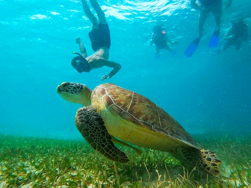 Costa Maya  Mexico Beach Break Excursion Cost