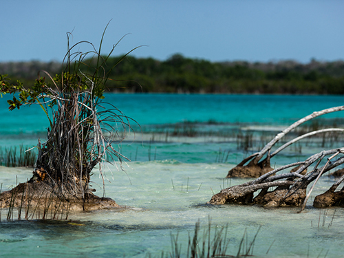 Costa Maya 7 Color Lagoon Boat Ride Shore Excursion Cost