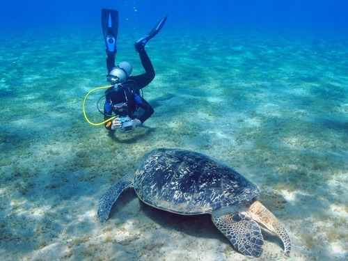 Costa Maya diving Excursion Prices