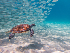 Costa Maya Reef Snorkeling Excursion and Beach Break