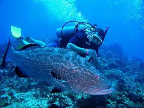 Costa Maya Variety of Marine Life Excursion Reservations