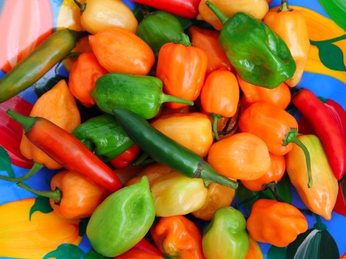 Cozumel flavors Cruise Excursion Tickets