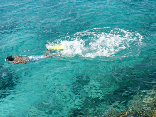 Cozumel Guided Snorkel Shore Excursion Booking