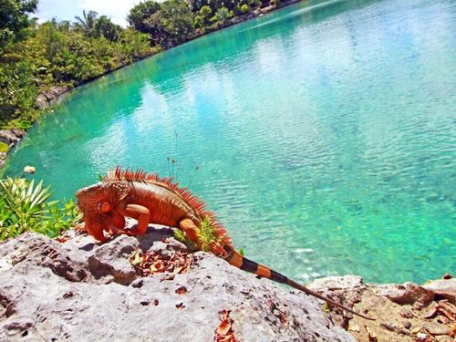 Cozumel  Mexico Helmet Diving Chankanaab Tour Prices