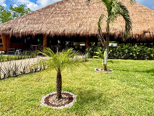 Cozumel Isla Mia Roots Beach Vibes with Optional Round-Trip Transportation
