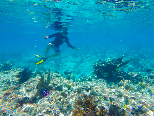 Cozumel island beginners scuba Trip Cost