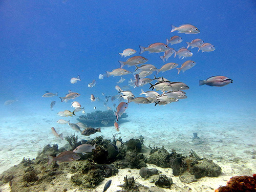 Cozumel Mexican Drinks Tour Reviews