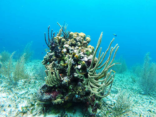 Cozumel Mexico Cozumel Island Shore Excursion Reservations