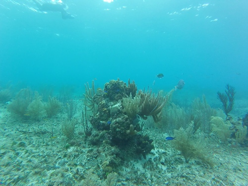 Cozumel Mexico Family  Excursion Prices