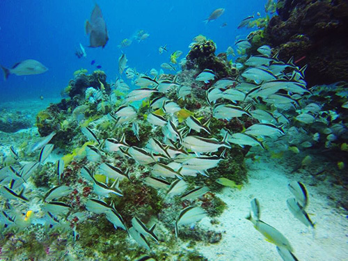 Cozumel Mexico Mexican Drinks Shore Excursion Prices