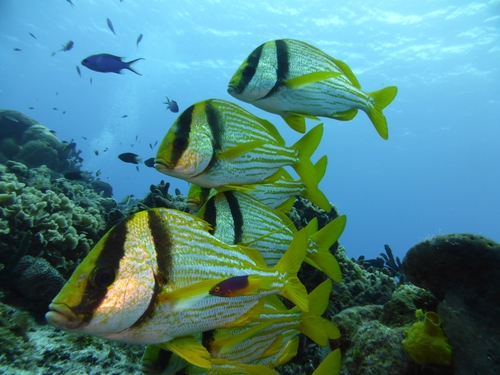 Cozumel Port Swimming Excursion Tickets Tickets